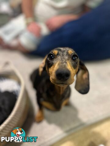 Purebread Miniture Dachshund Puppies!!