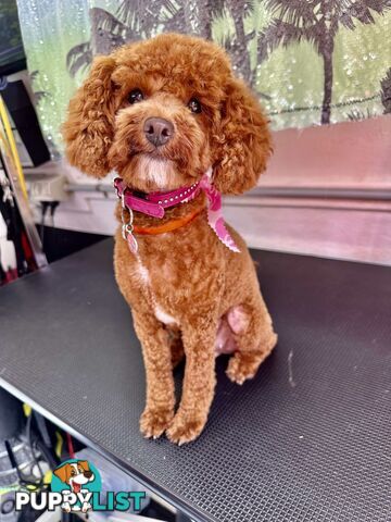 Pure bred Toy poodle puppies for sale