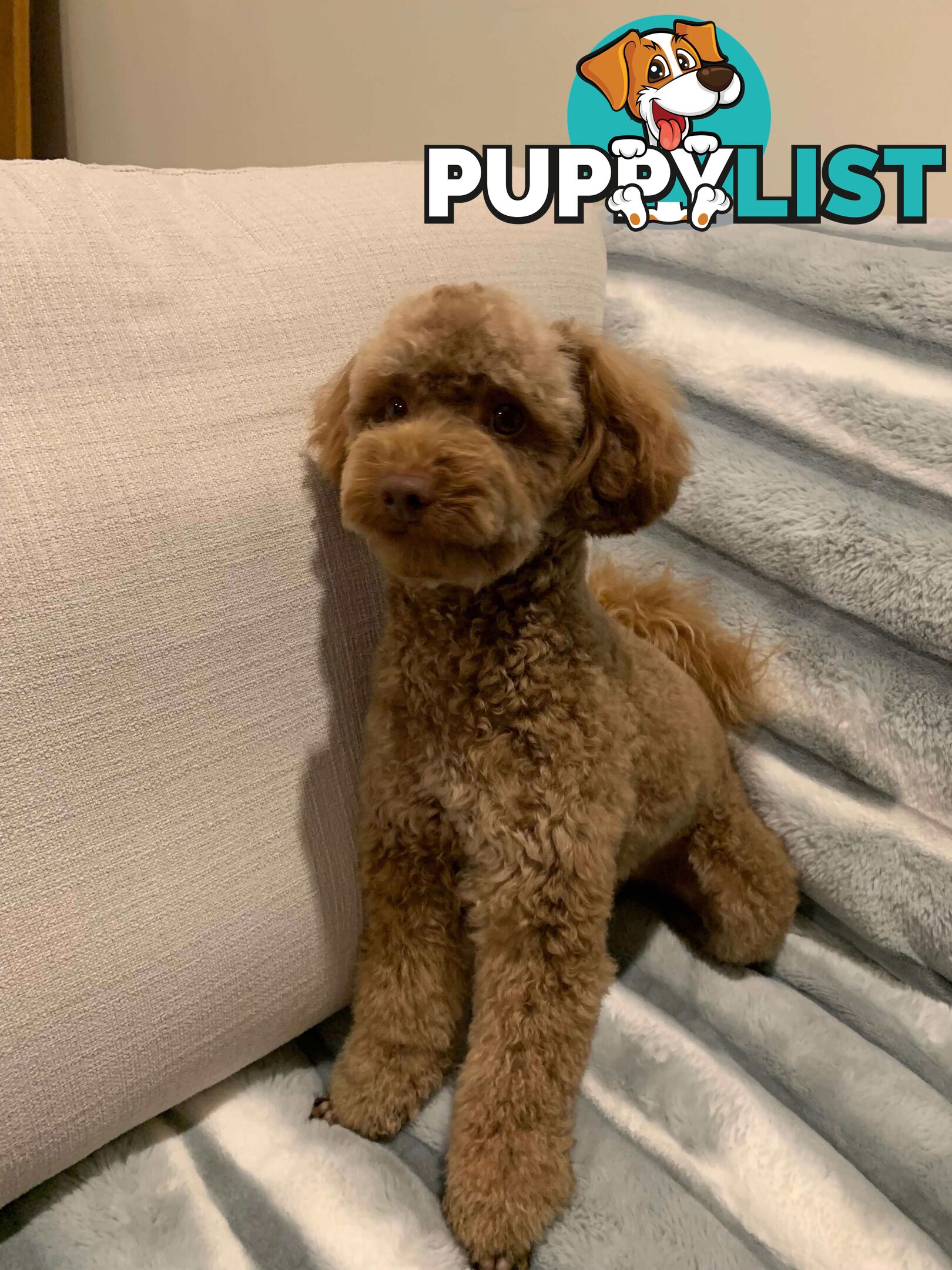 Pure bred Toy poodle puppies for sale