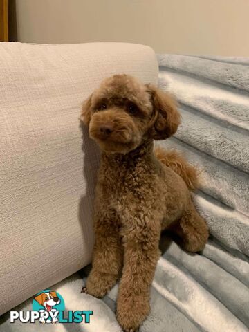 Pure bred Toy poodle puppies for sale
