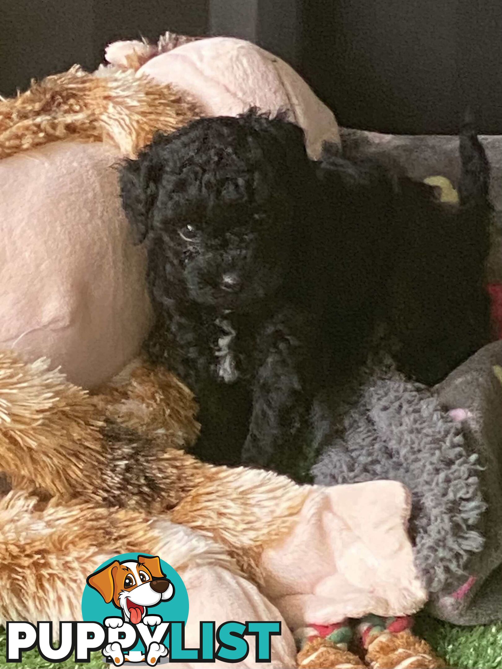 Pure bred Toy poodle puppies for sale