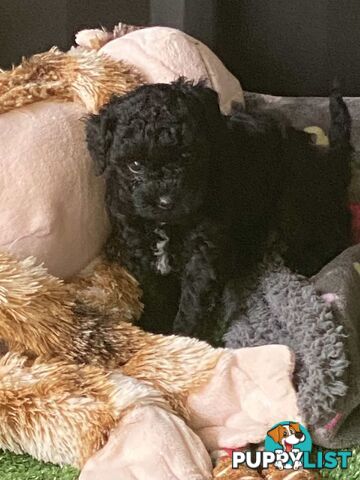 Pure bred Toy poodle puppies for sale