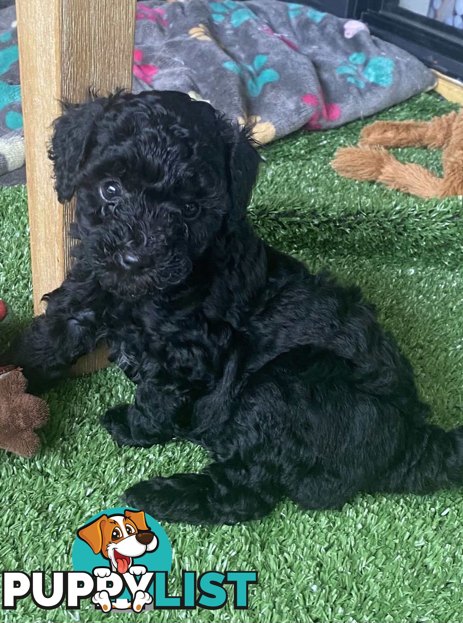 Pure bred Toy poodle puppies for sale