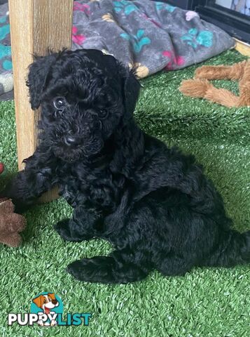 Pure bred Toy poodle puppies for sale