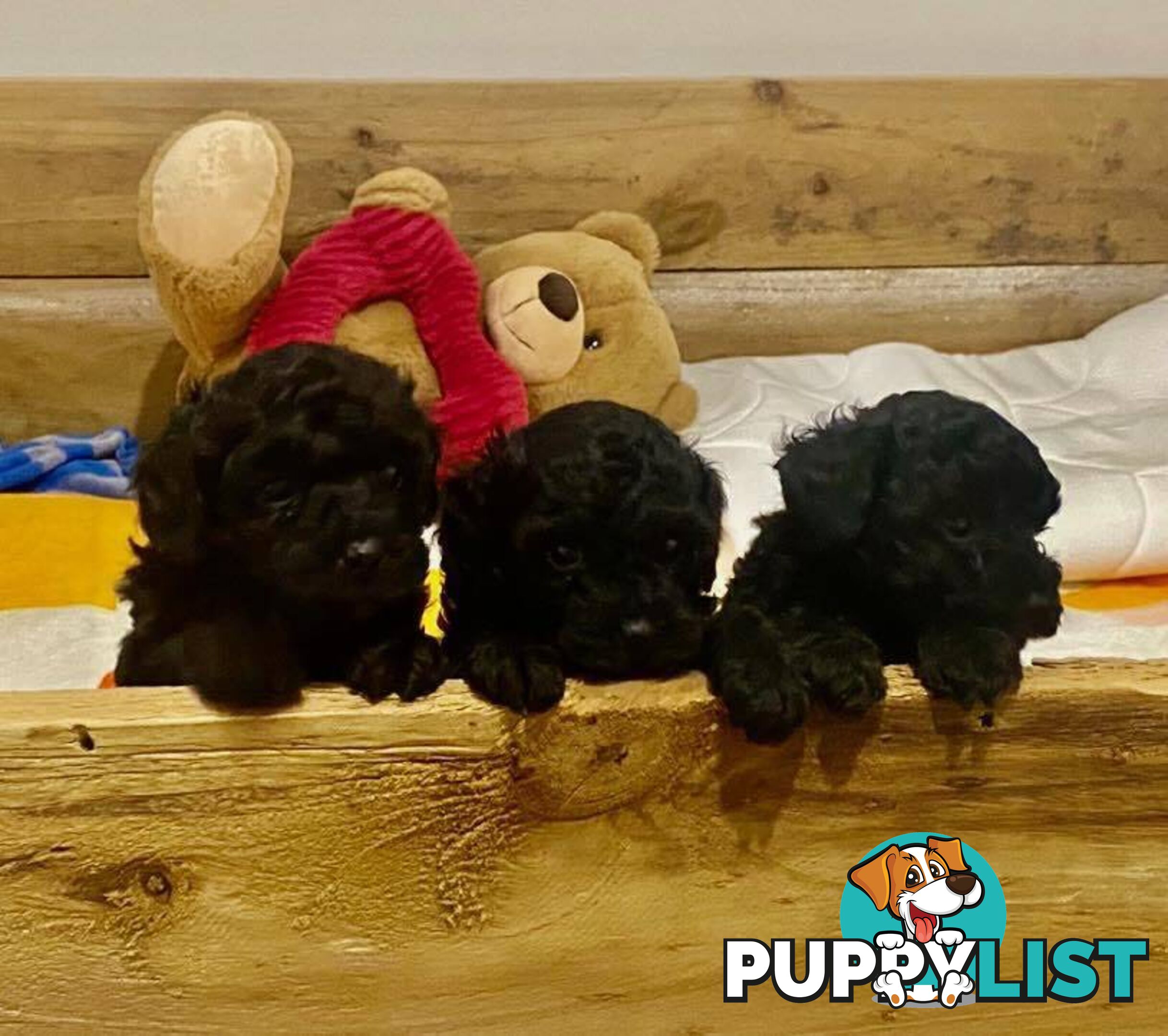 Pure bred Toy poodle puppies for sale