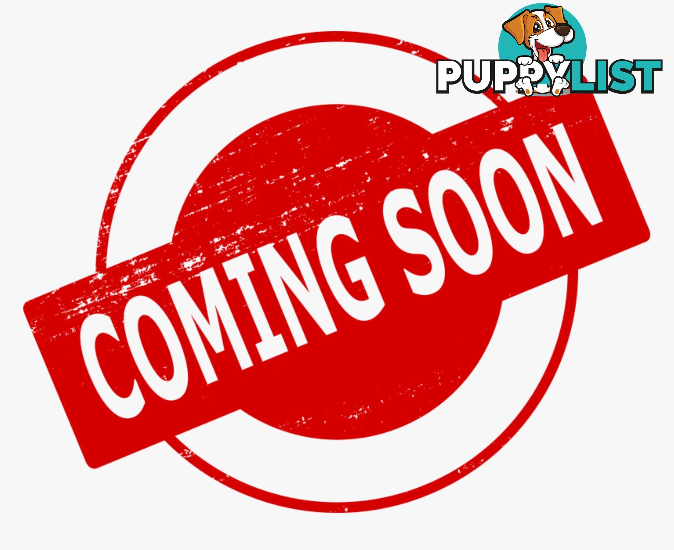 2019 MITSUBISHI TRITON GLX MRMY19 C/CHAS