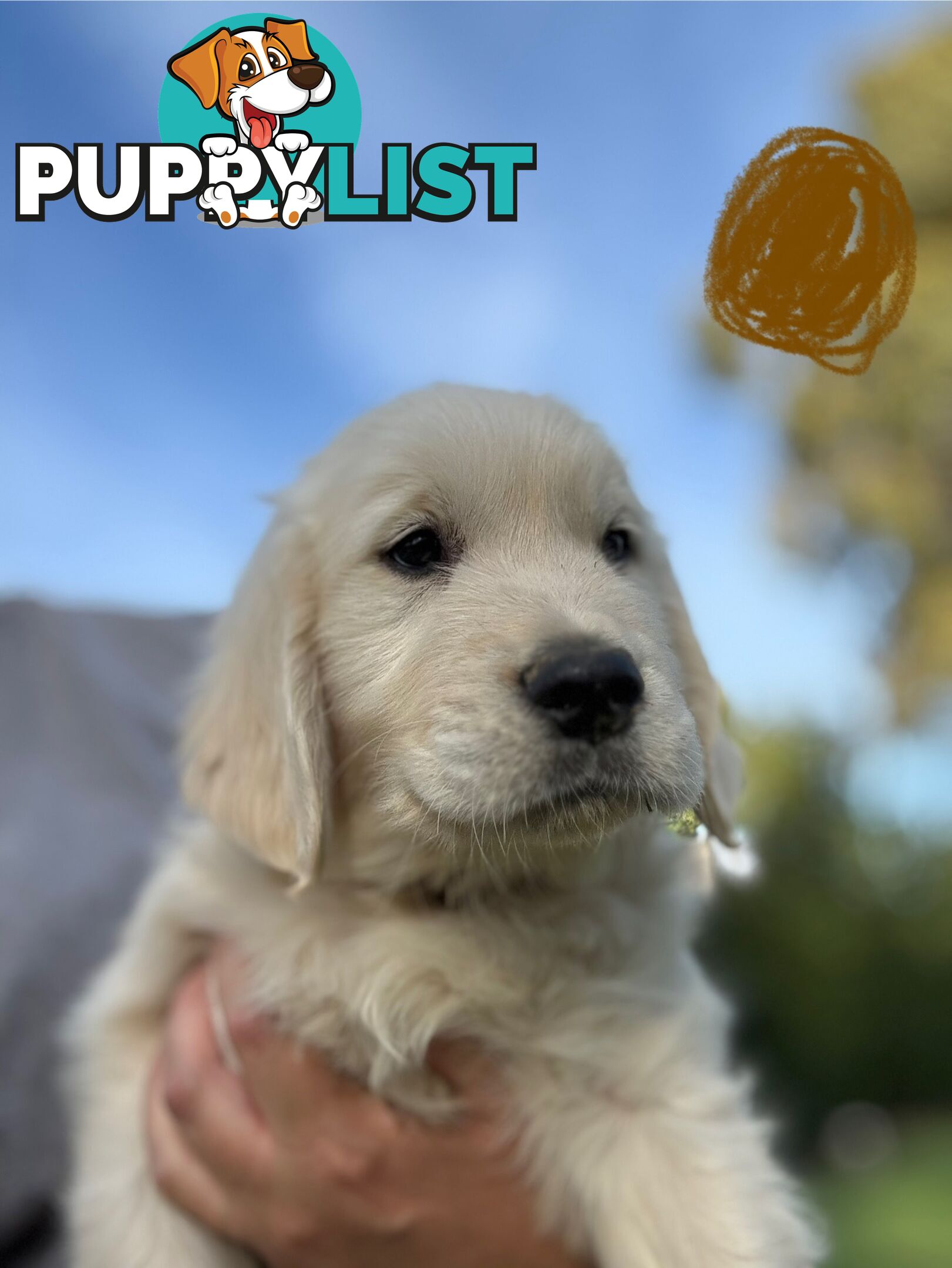 Golden Retriever Puppies