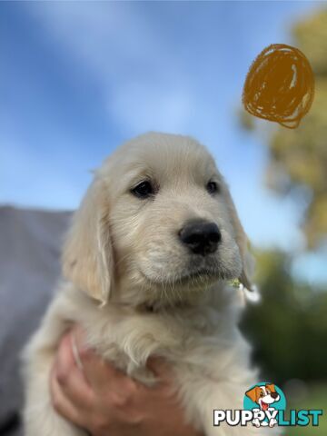 Golden Retriever Puppies