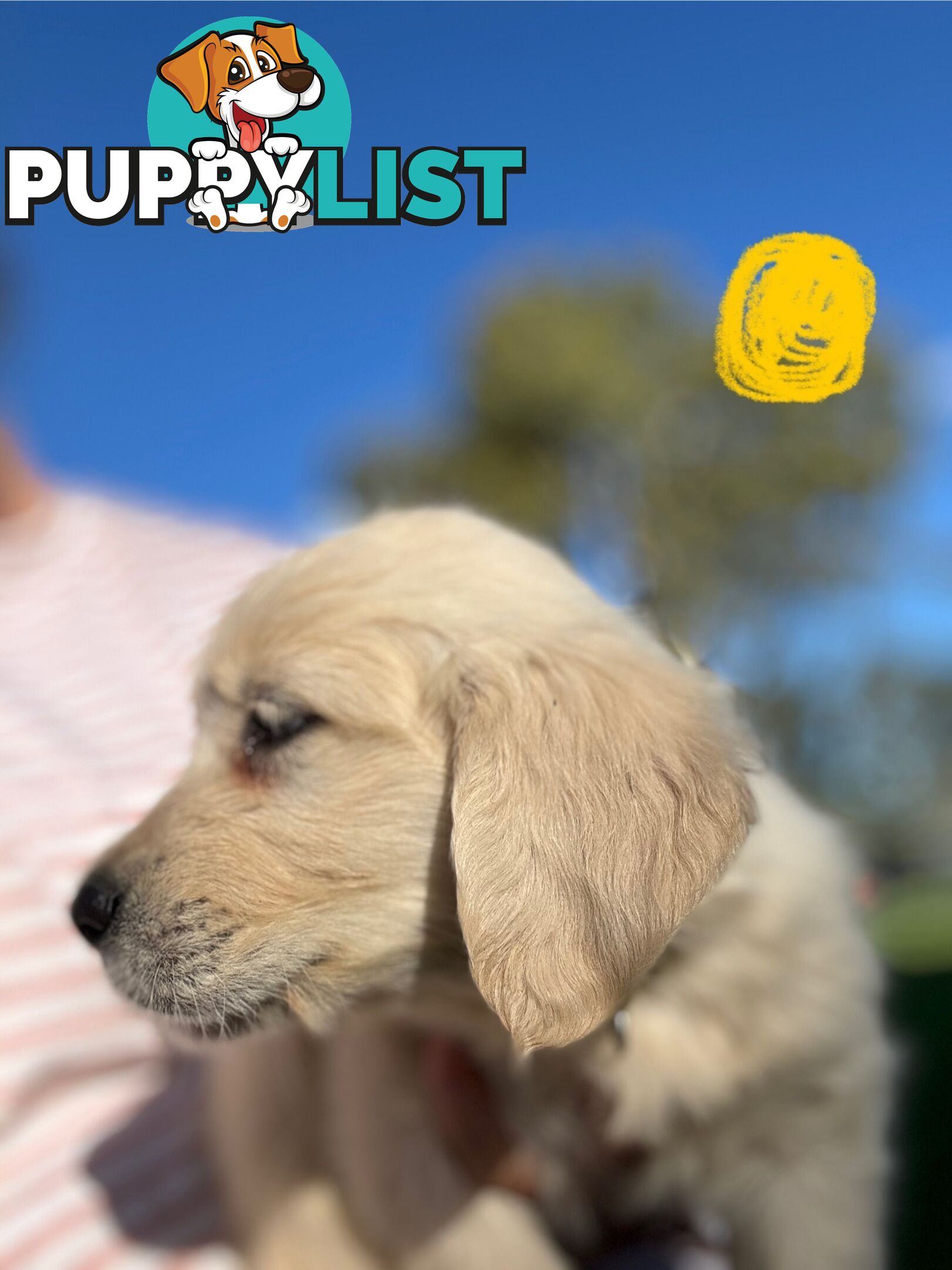 Golden Retriever Puppies