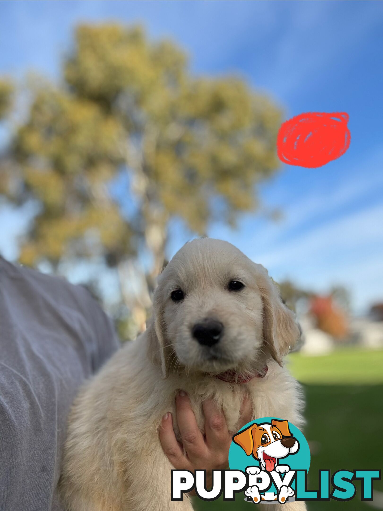 Golden Retriever Puppies