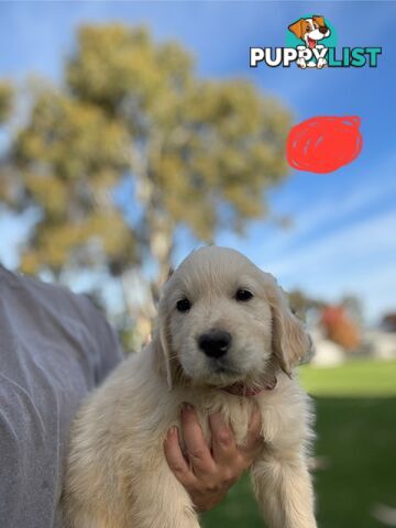 Golden Retriever Puppies