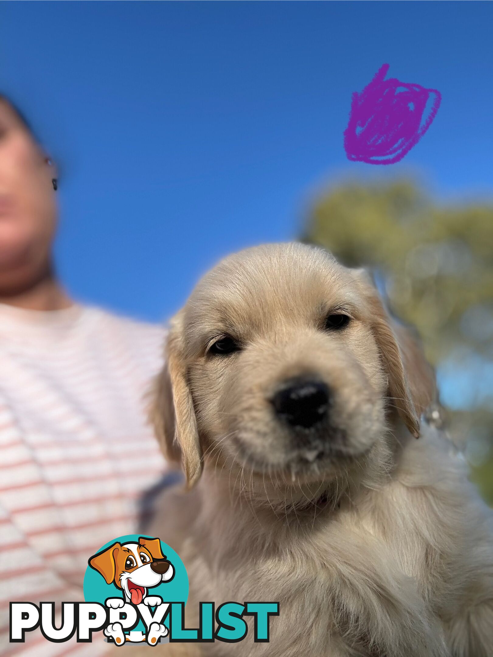Golden Retriever Puppies