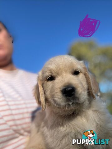 Golden Retriever Puppies