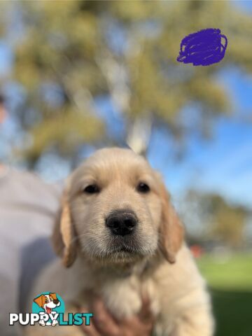 Golden Retriever Puppies
