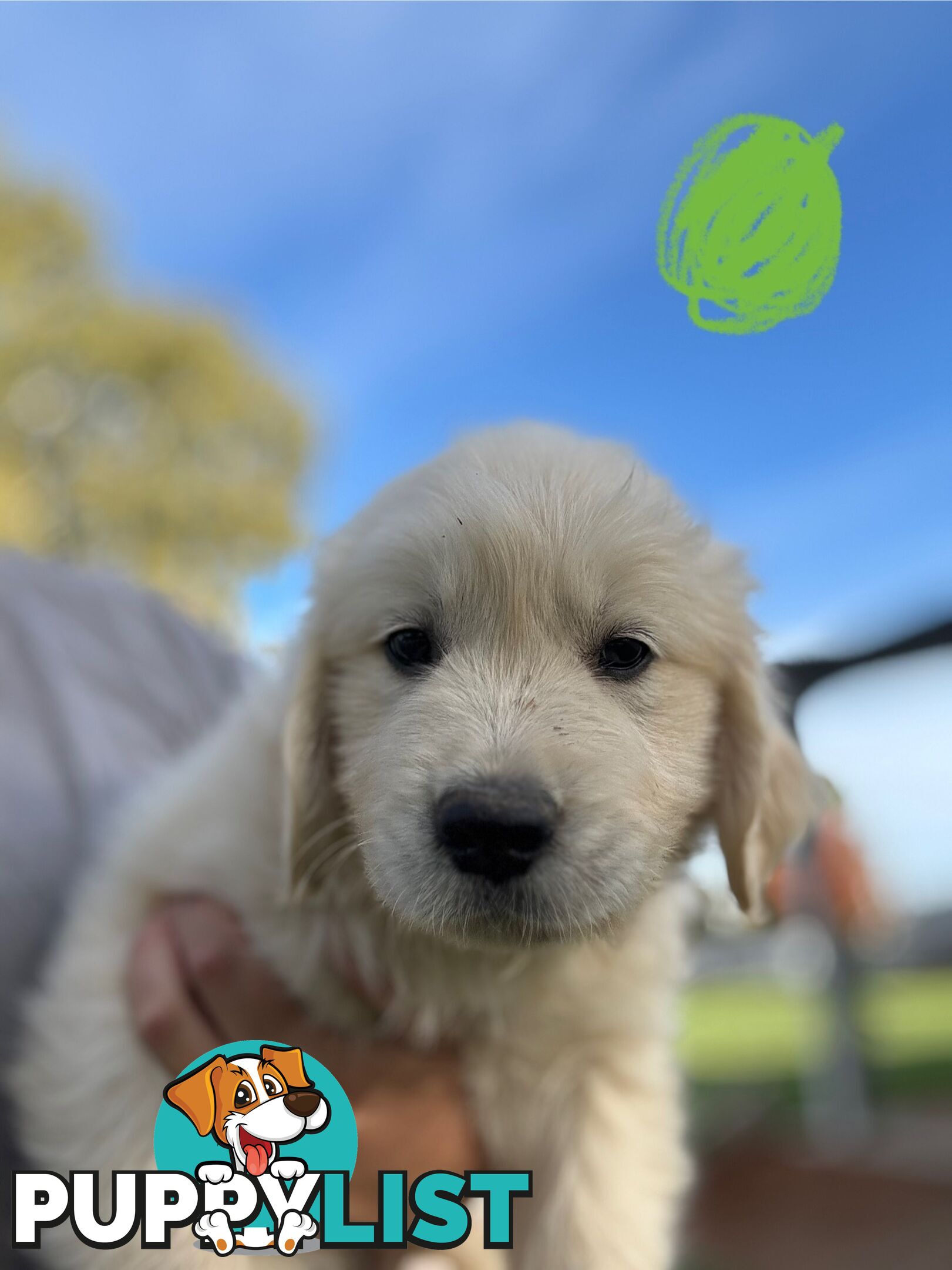 Golden Retriever Puppies