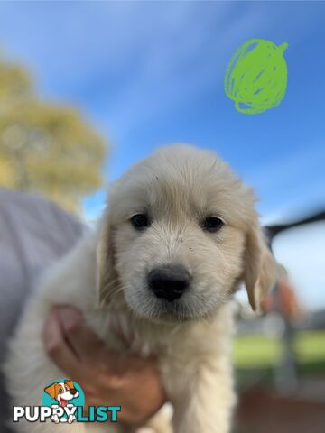 Golden Retriever Puppies