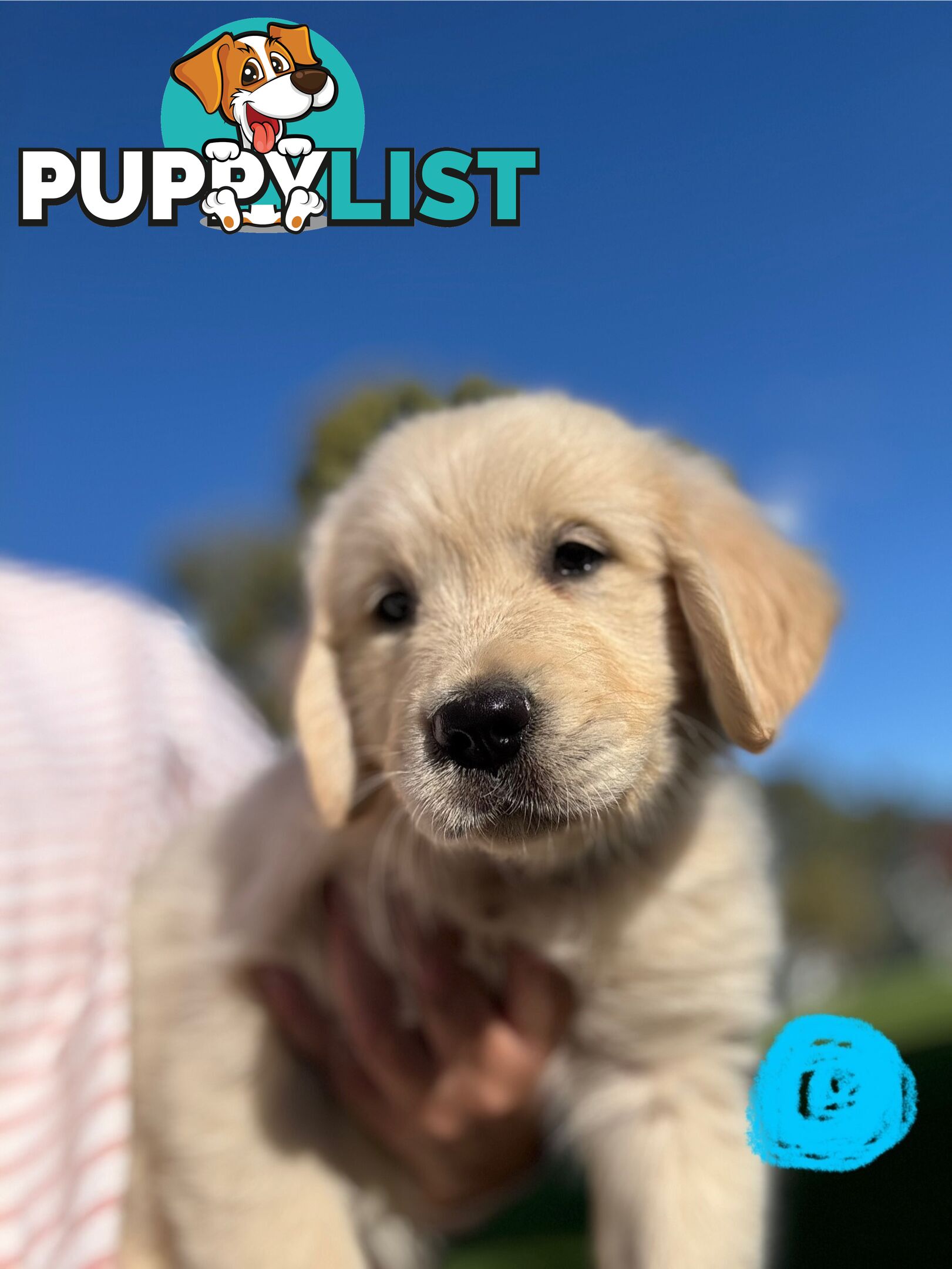 Golden Retriever Puppies