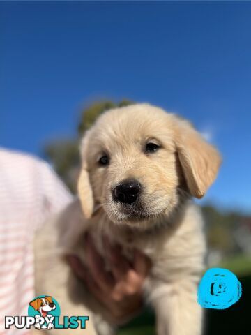 Golden Retriever Puppies