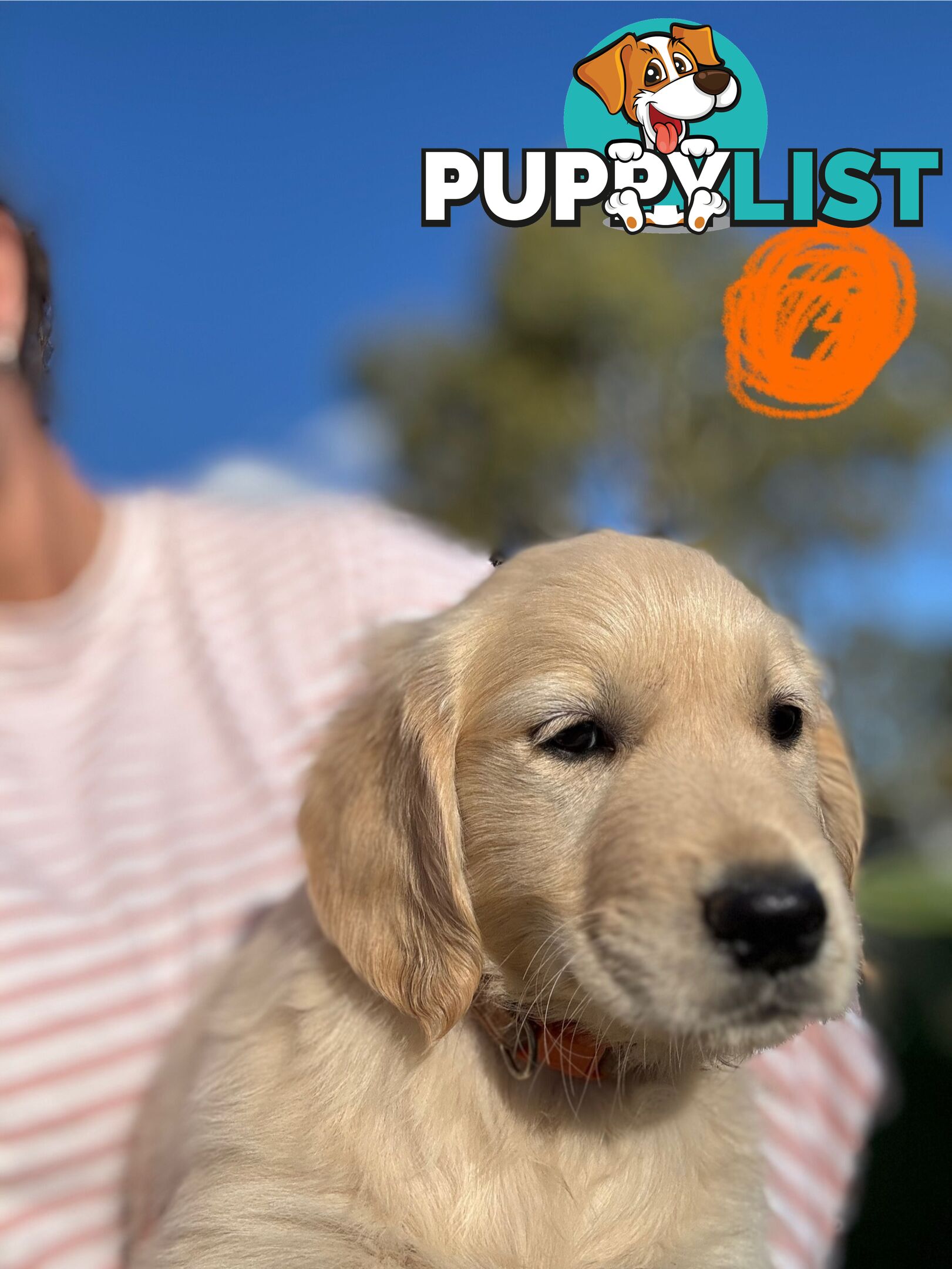 Golden Retriever Puppies
