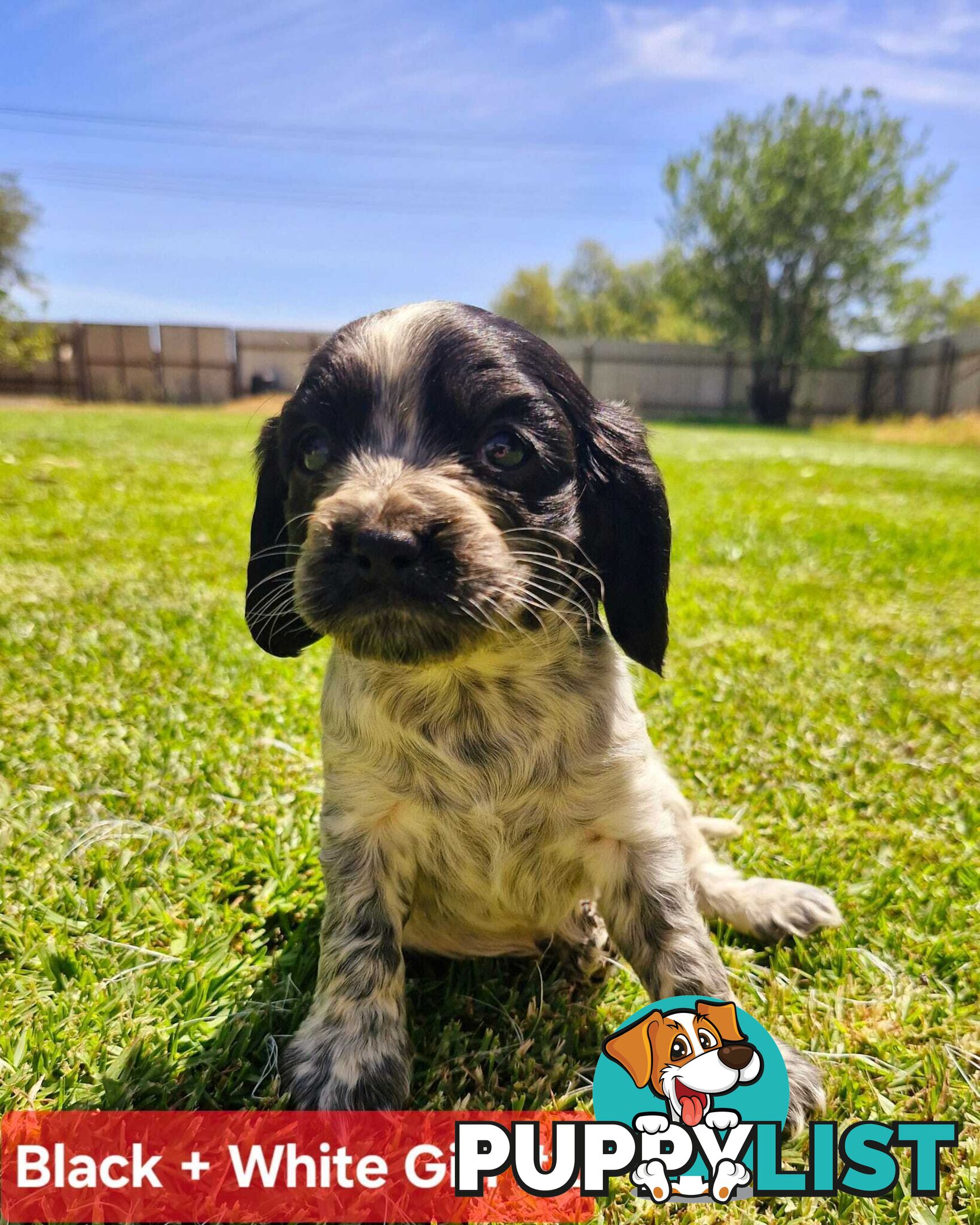 Cockalier Puppies