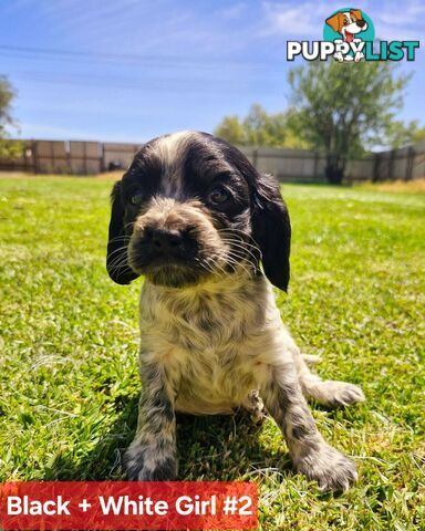 Cockalier Puppies