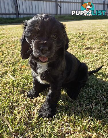 Cockalier Puppies for sale