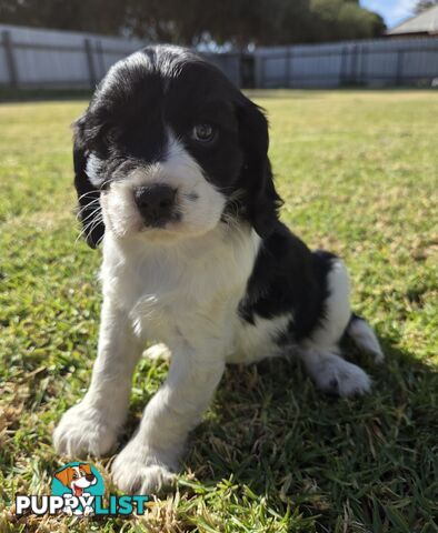 Cockalier Puppies for sale