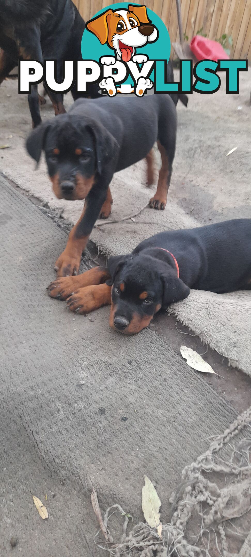 Rottweiler German pups