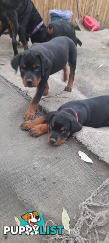 Rottweiler German pups