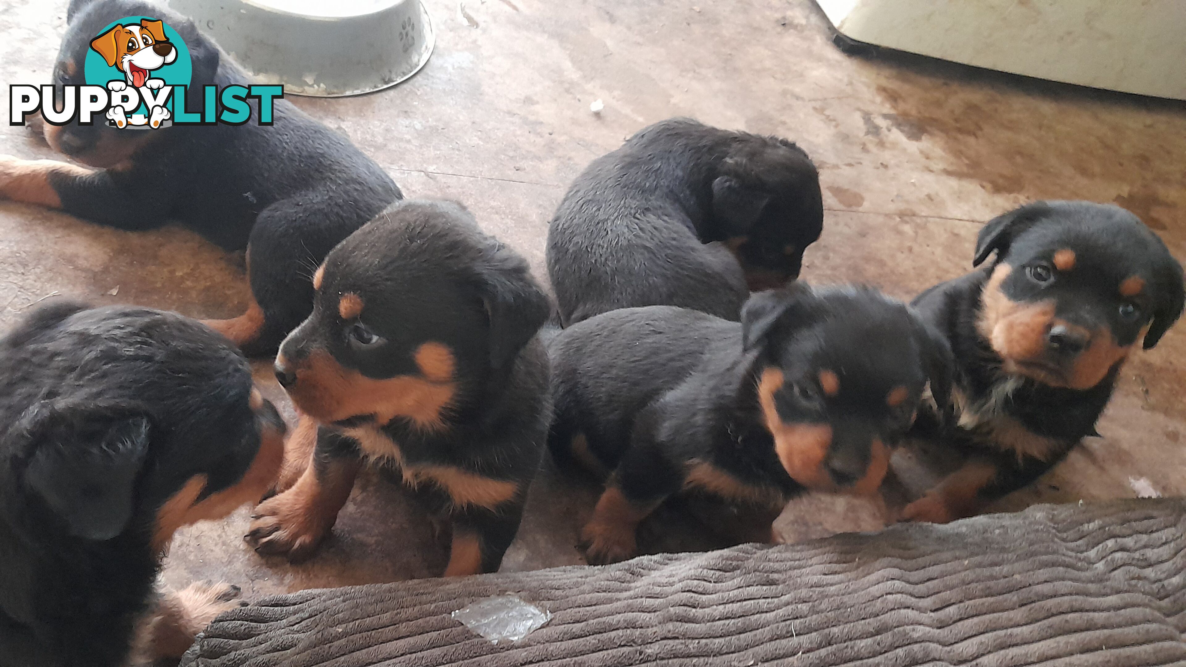 Rottweiler German pups