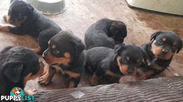 Rottweiler German pups