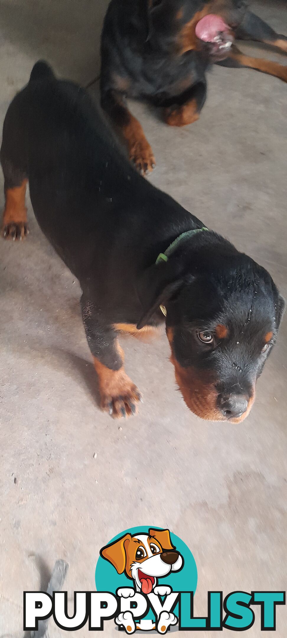 Rottweiler German pups