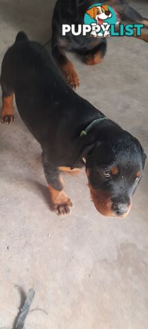 Rottweiler German pups