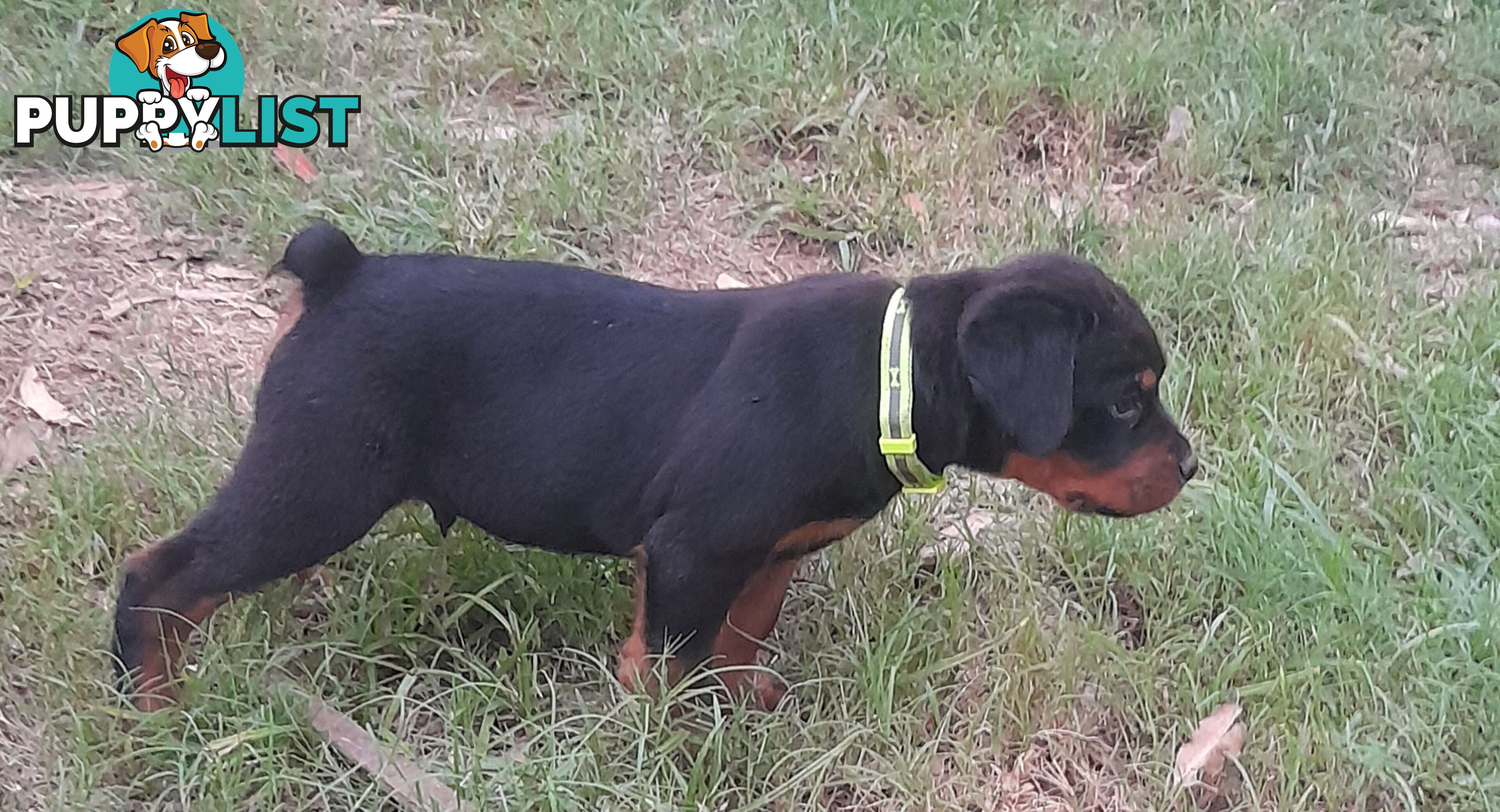 Rottweiler German pups