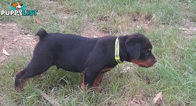 Rottweiler German pups