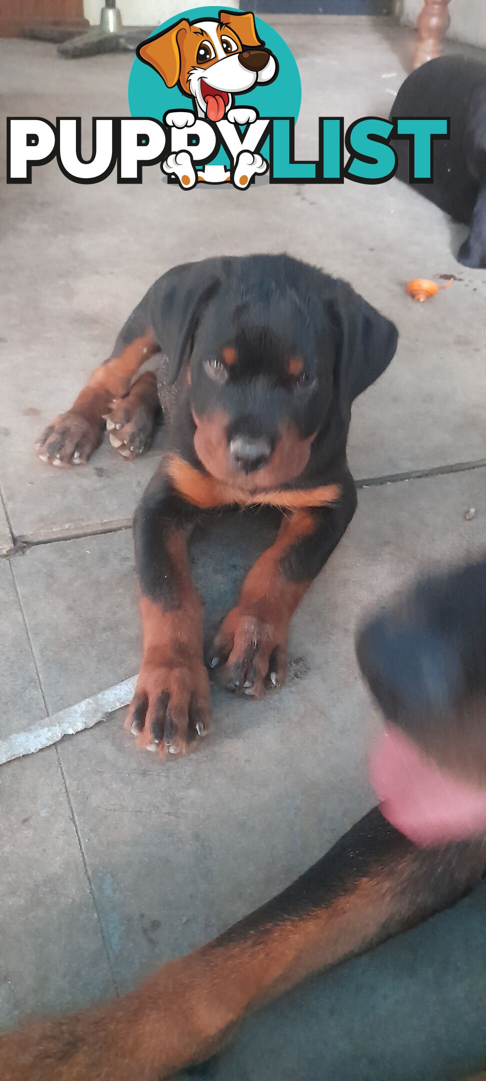 Rottweiler German pups