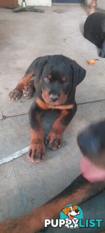 Rottweiler German pups