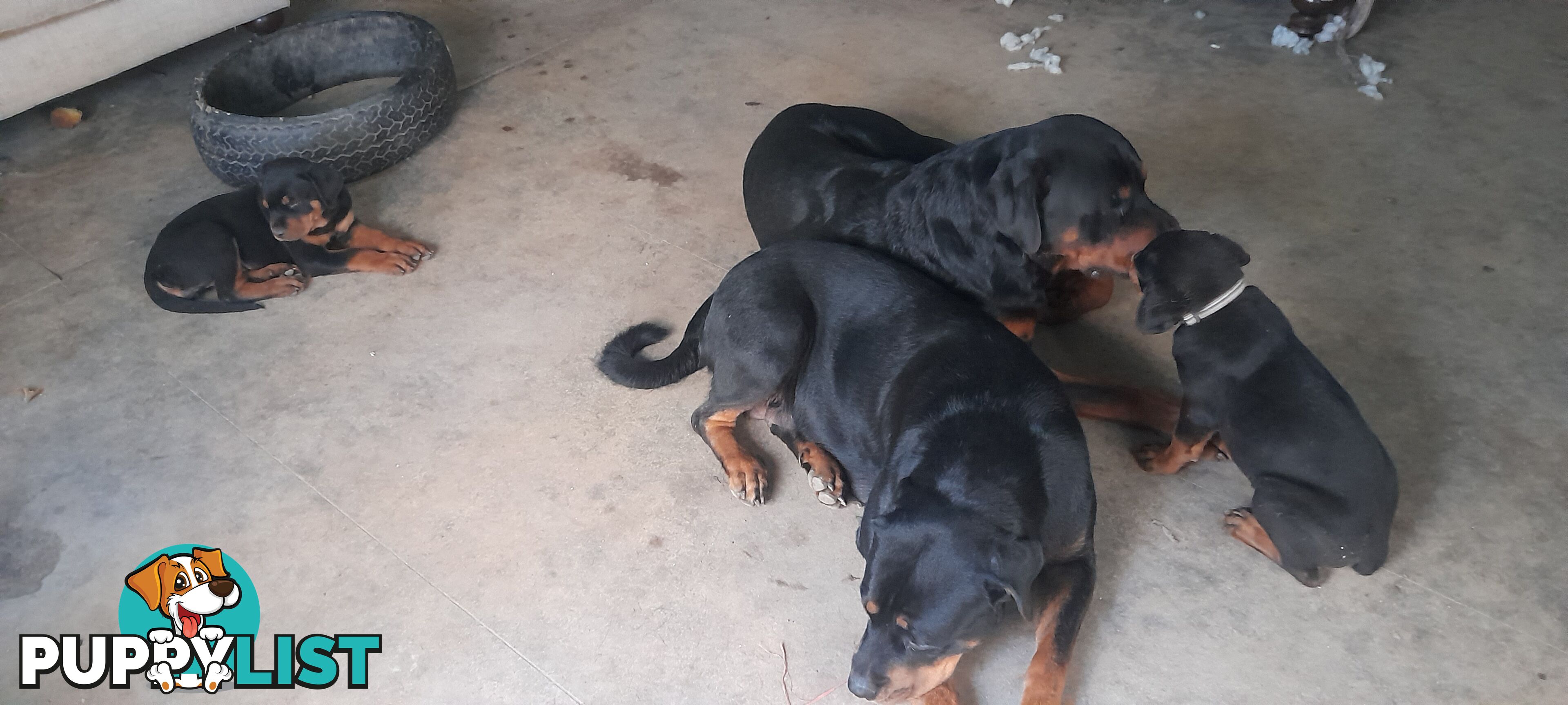 Rottweiler German pups