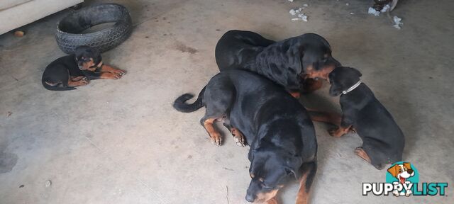 Rottweiler German pups