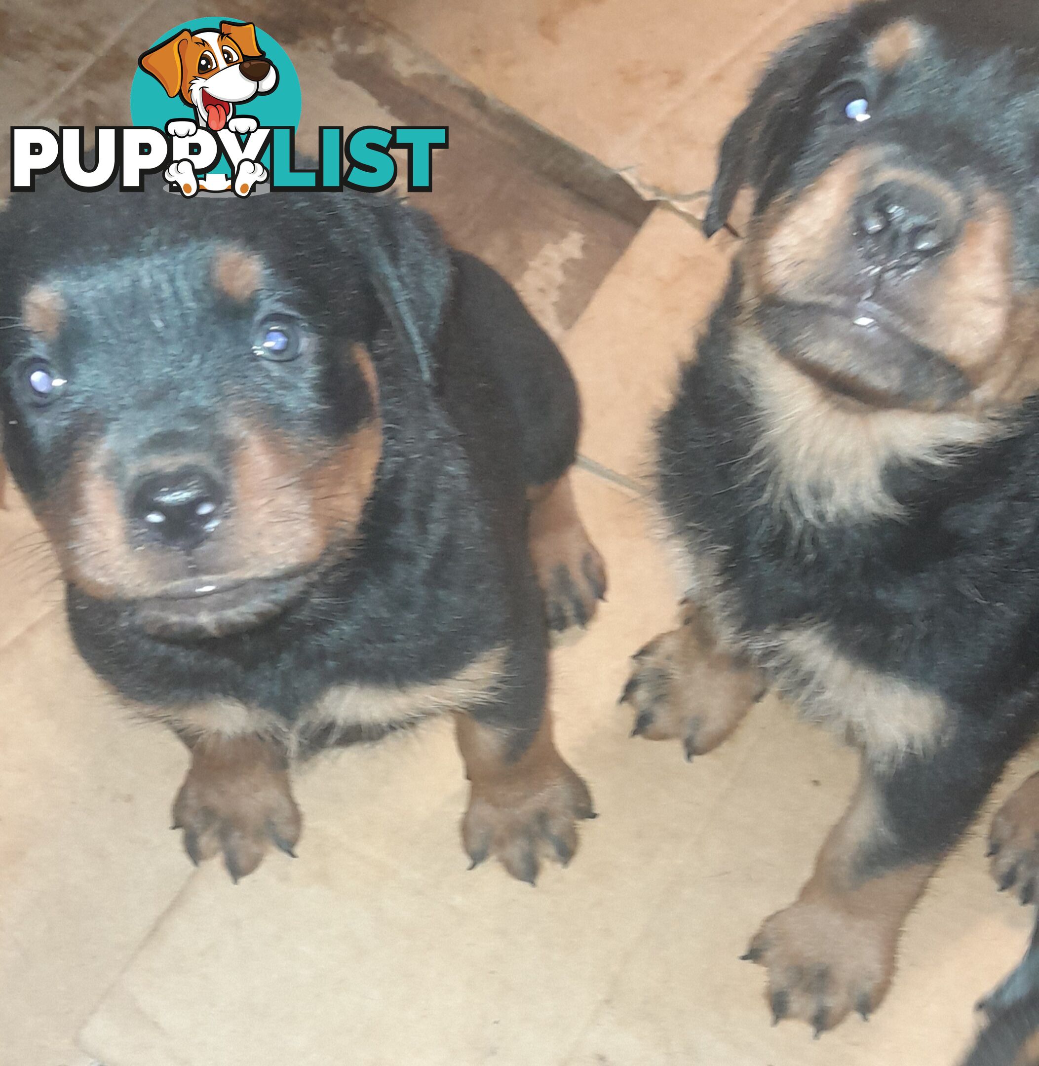 Rottweiler German pups