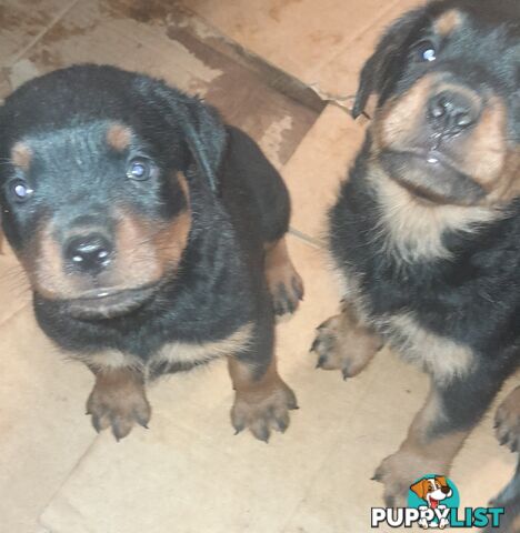 Rottweiler German pups