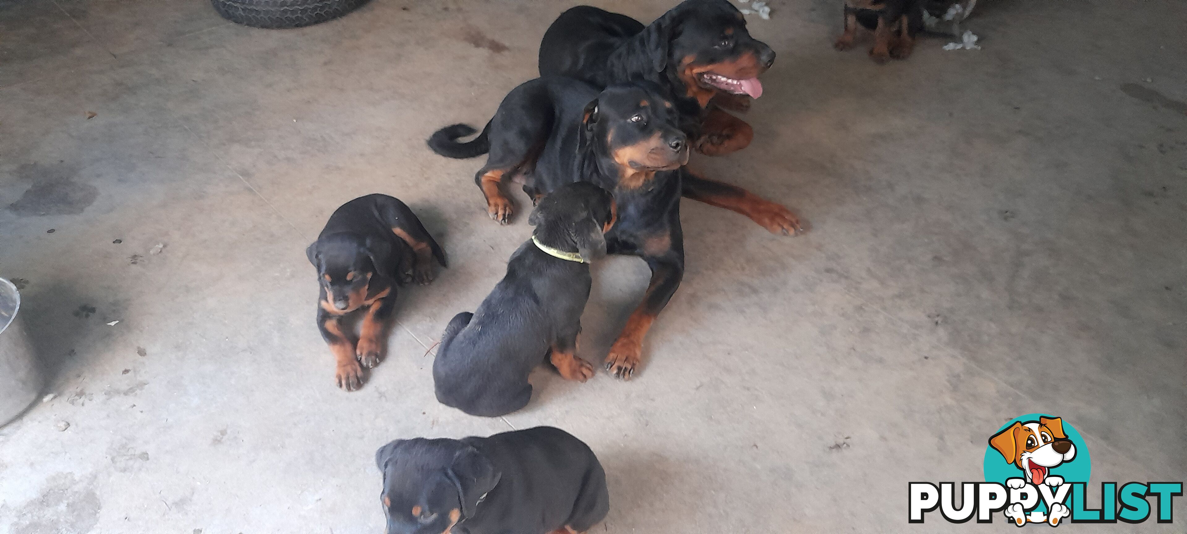 Rottweiler German pups