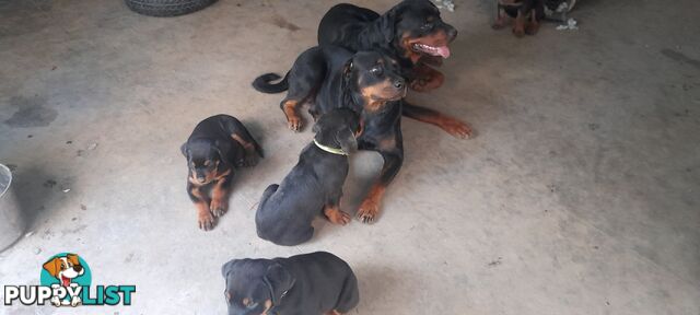 Rottweiler German pups