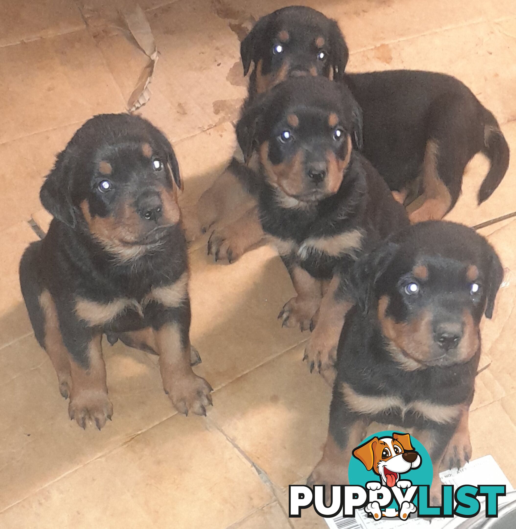 Rottweiler German pups