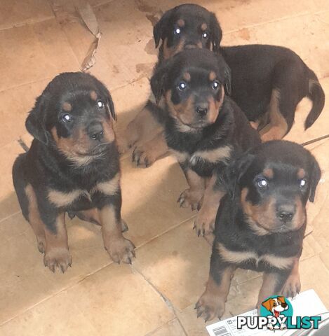 Rottweiler German pups