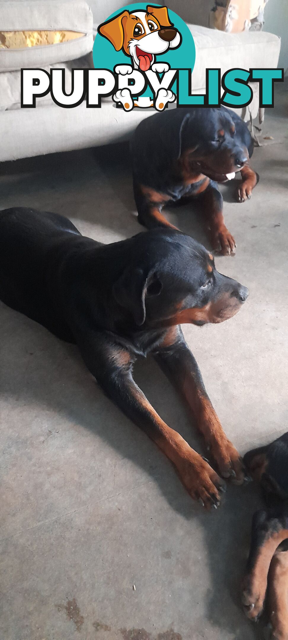 Rottweiler German pups