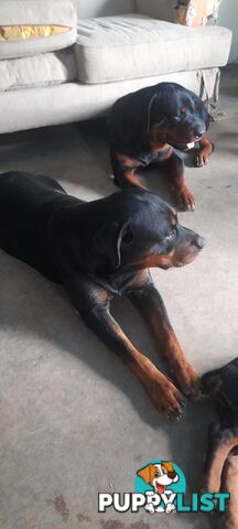 Rottweiler German pups