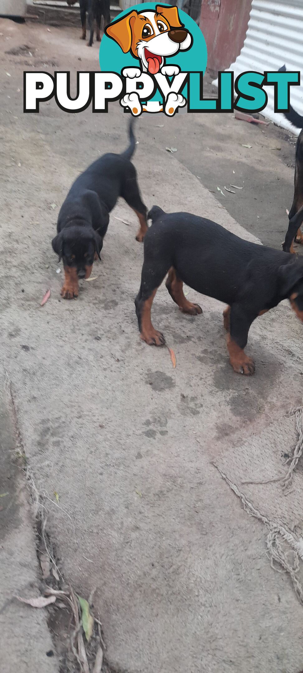 Rottweiler German pups