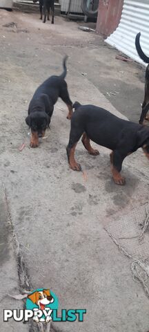 Rottweiler German pups