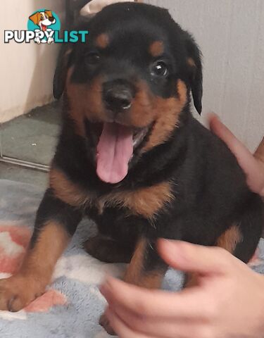 Rottweiler German pups